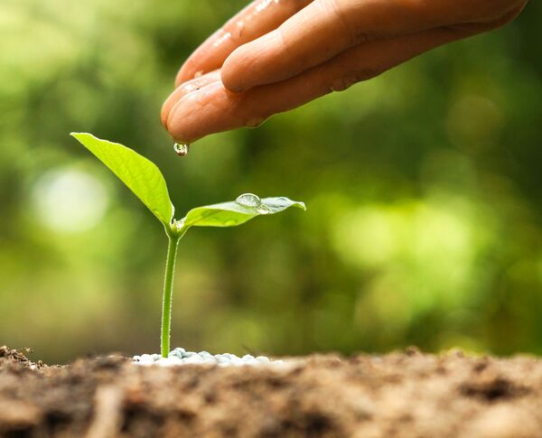 Hand und Sprössling