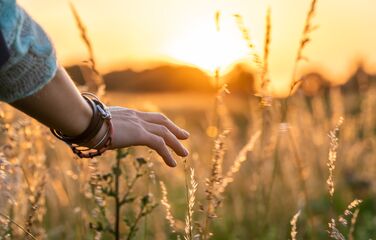 Hand fährt über Gräser auf Wiese
